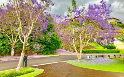 Kulamanu, One of the Most Desirable places to buy a Home on Maui