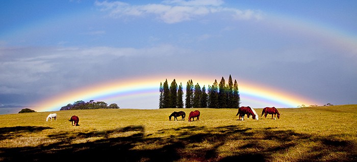 Rainbows and Horses , Upcountry Maui, Hawaii