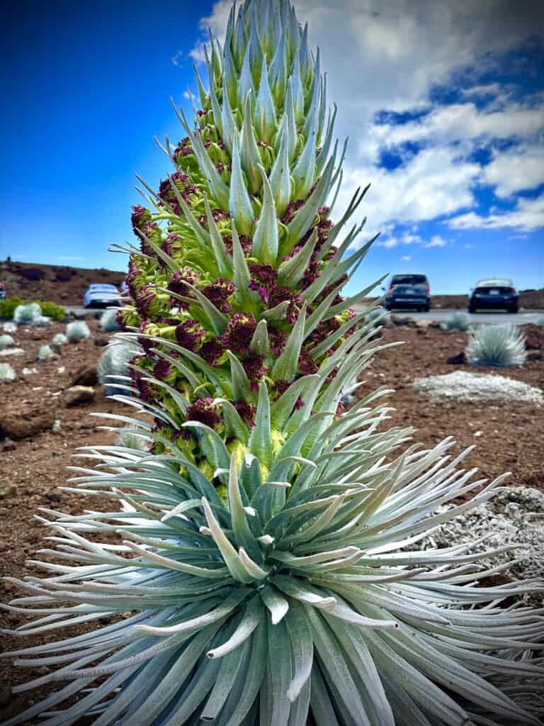 Rare Silversword plant on maui